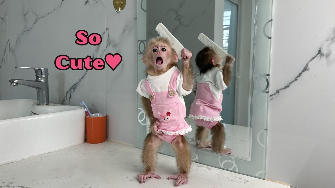 Monkey Kyo reacted funny when she first held a hairbrush in front of the mirror!