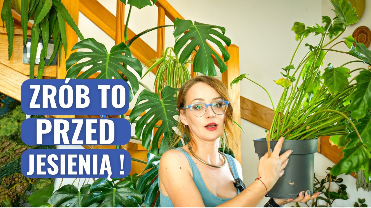 Ważne Zabiegi Pielęgnacyjne Roślin Domowych Przed Jesienią. Roślinne Aktualizacje