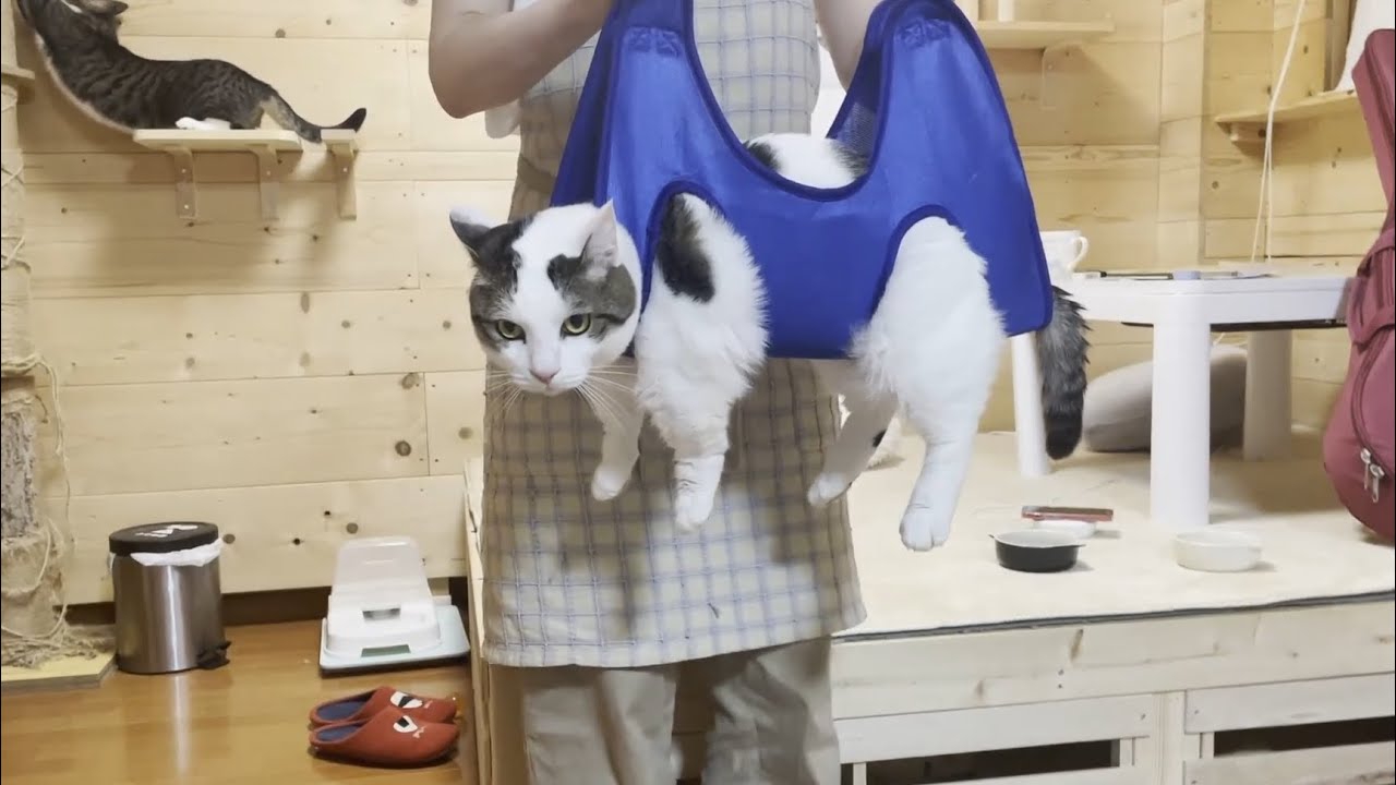 洗濯ものみたいに干されて爪を切られる猫が超かわいい