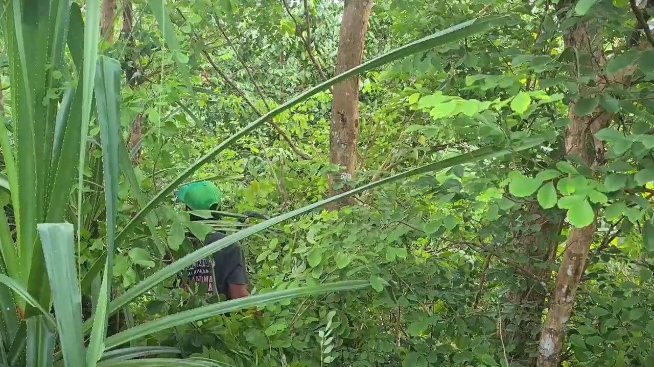 Smart Traditional Pruning Methods #RuralAgriculture #TraditionalFarming