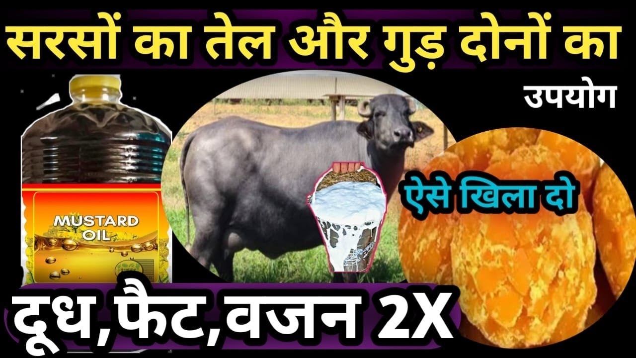 सरसों का तेल और गुड़ दोनों का उपयोग👉दूध,फैट,वजन 2X कर लो✌️ऐसे खिला दो 👍Sarso ka tel aur Gud 