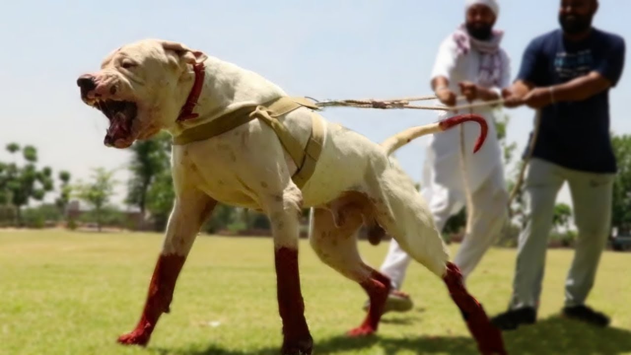 10 Dog Breeds With The Most Fearsome Look