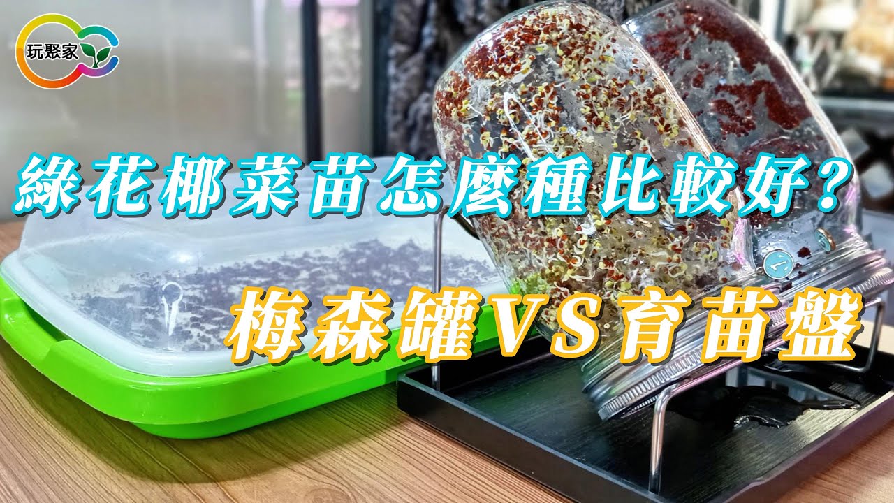 綠花椰菜苗怎麼種比較好？梅森罐VS育苗盤