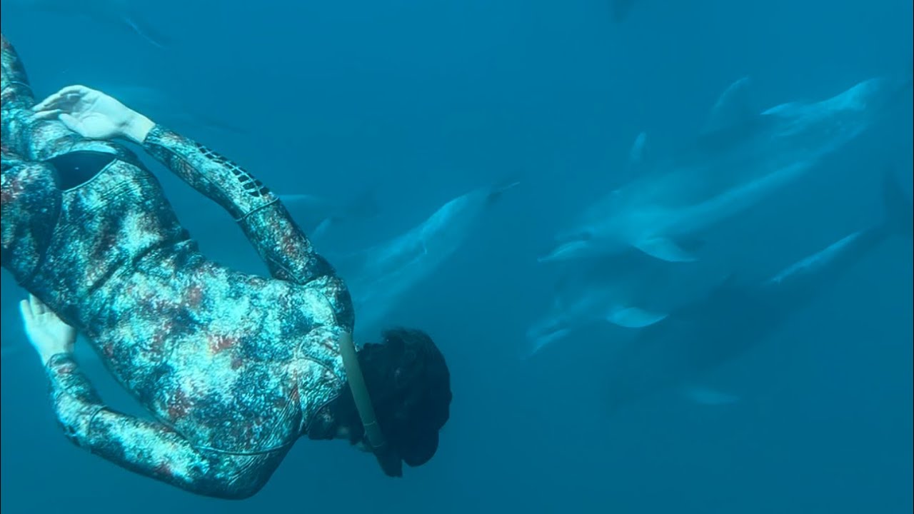 PESCA  SUB 🤿, MERGULHEI  COM OS GOLFINHOS 🐬🐬