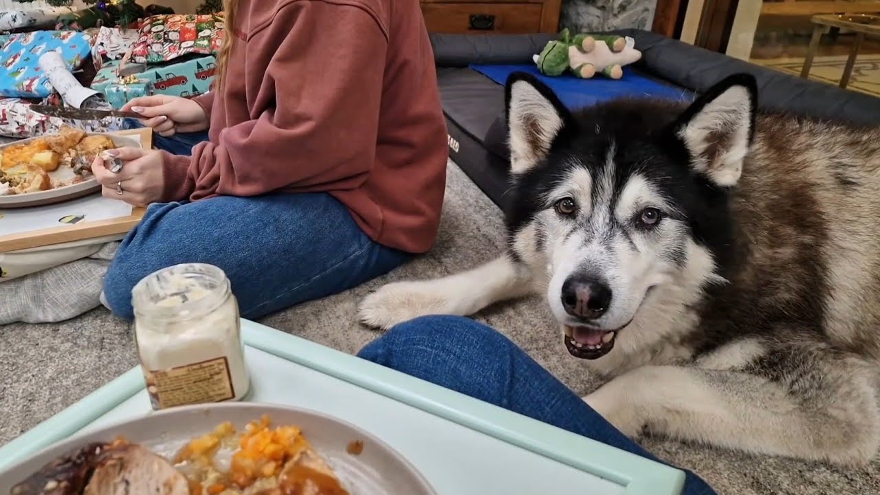 Husky's First Ever Christmas In Our New Home