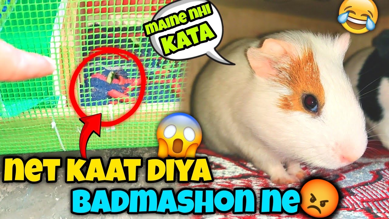 Guinea Pigs 🐹 Ne Apna Cage Hi Kaat Diya!😭 | Subah Uthte Hi Shock 😱