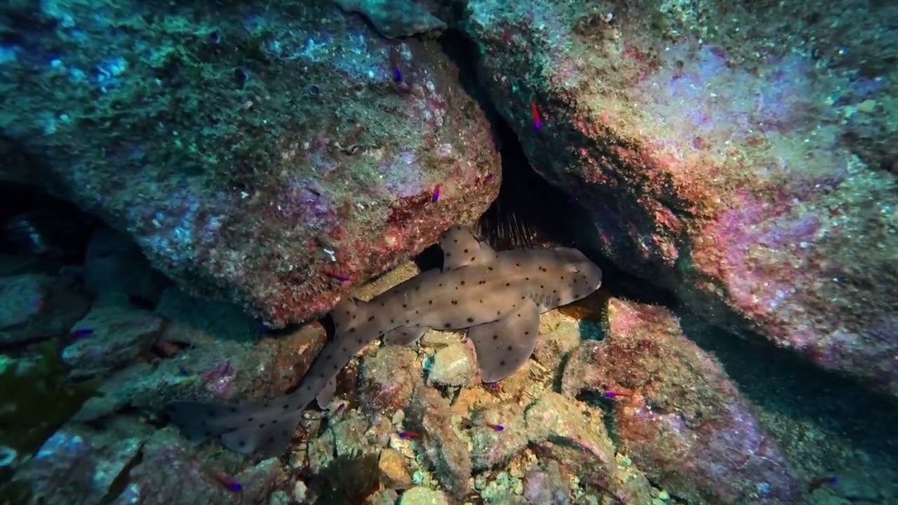 Casino Point horn shark 01/11/26