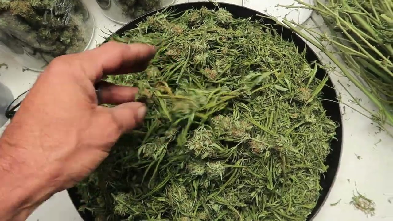 2022 outdoor grow! Getting to the end of the season.