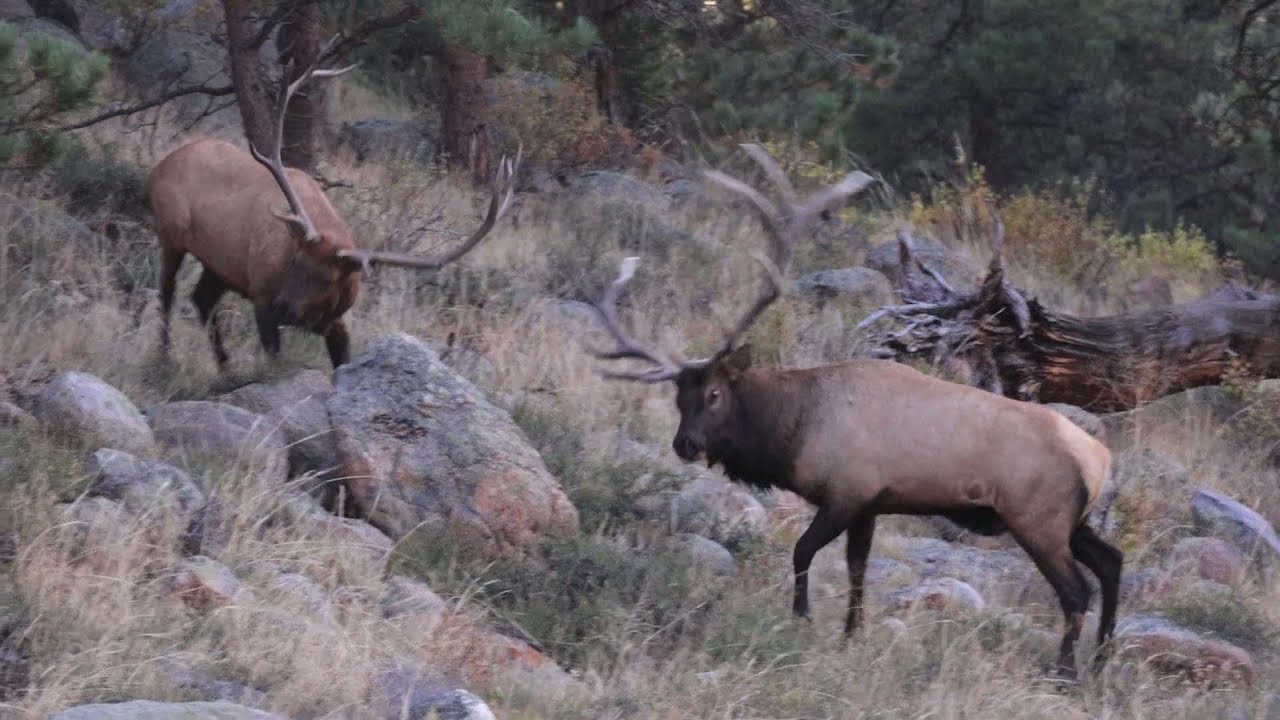 Elk fight [Two huge elk fight for dominance]