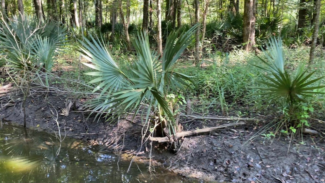 Wild Native Sabal Minors Wilmington NC pt.3 2021
