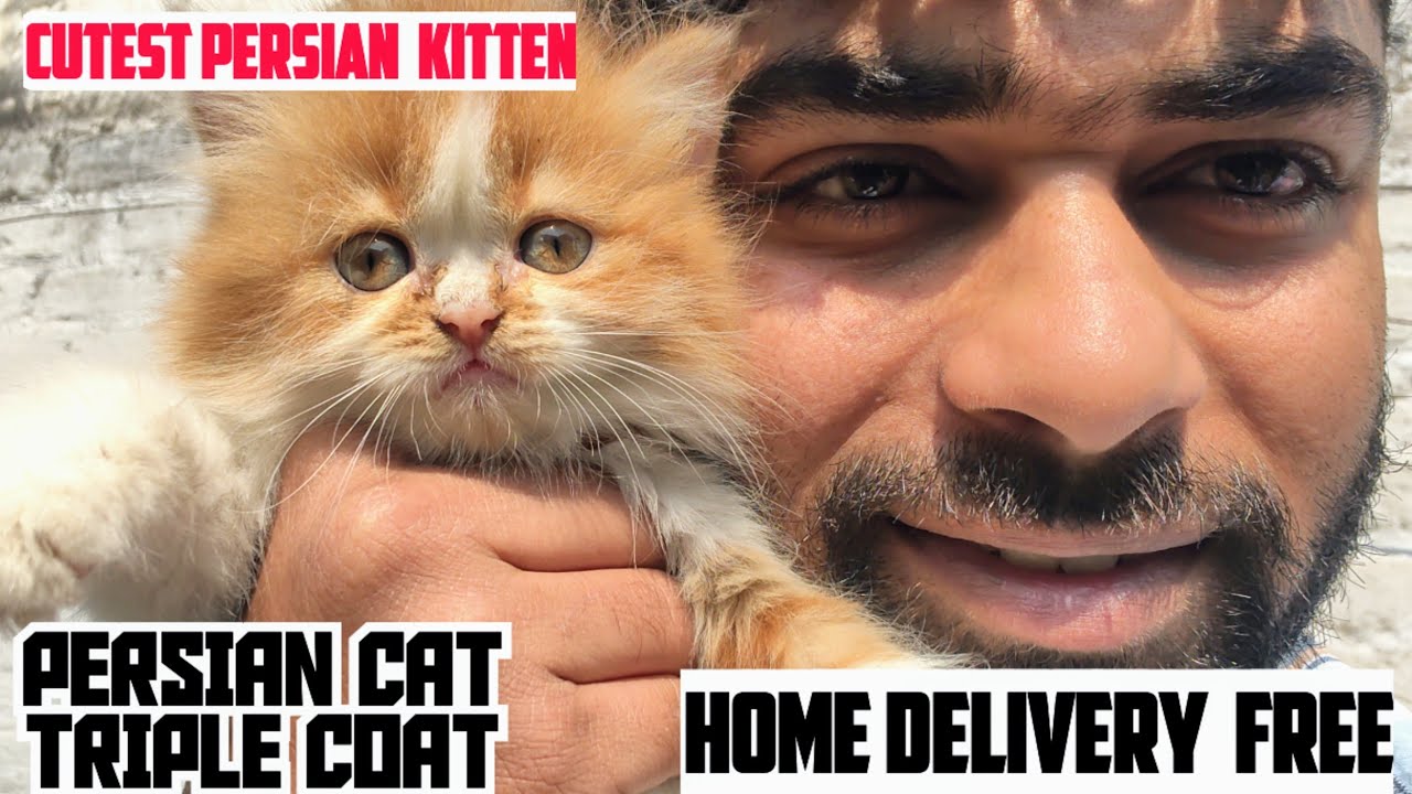 😍CUTE PERSIAN CAT TRIPLE COAT DOLL FACE AVALIABLE DOUBLE COLOUR KITTEN 
