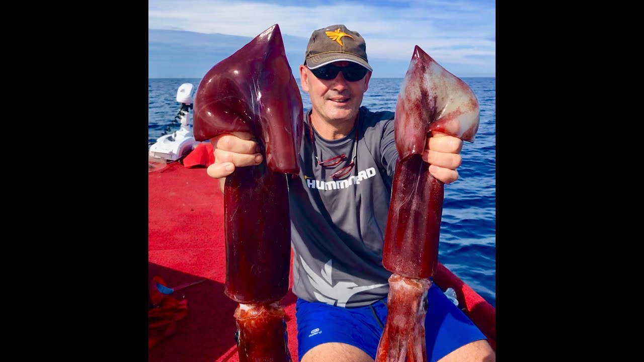 Totani profondi con MinnKota