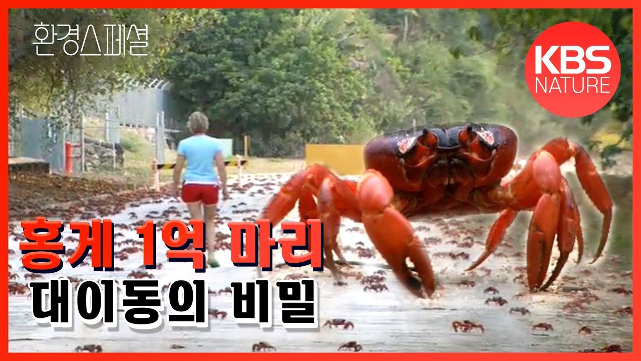 매년 12월 호주 크리스마스섬 홍게 대이동! 환경스페셜 ‘크리스마스의 기적, 홍게’/ KBS 20080319 방송