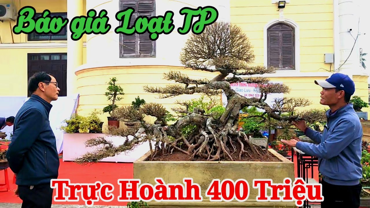 Báo giá công khai loạt TP  gian hàng TM của Bonsai Quốc Huy - tại TL Giao Thủy 