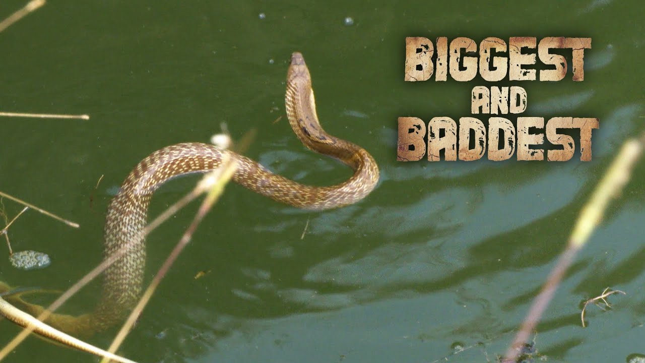 This Is Not For The Faint Of Heart. Or Stomach. | Biggest & Baddest | EarthX