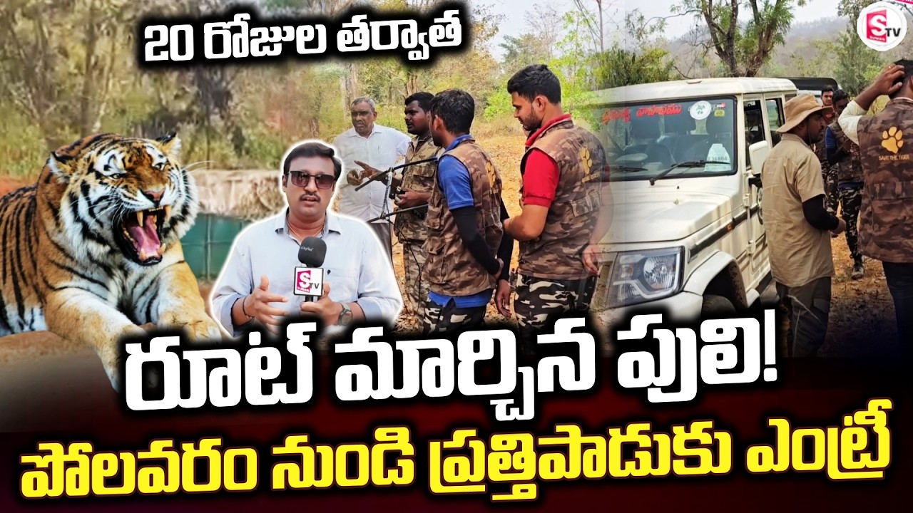Tiger changes route after 20 days! | Latest Updates | Tiger Updates |@SumanTVrampachodavaram
