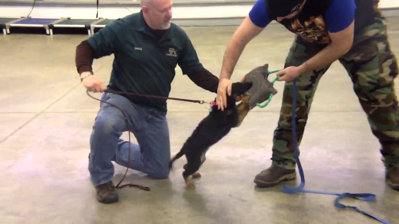 German Shepherd Obedience Protection Training 