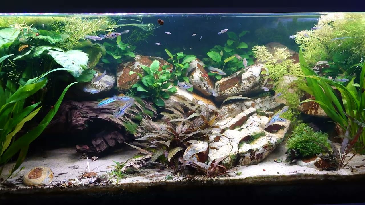 Xiphophorus Helleri Rio Papaloapan Tuxtepec Veracruz Mexico. Feeding with vinegar eel.