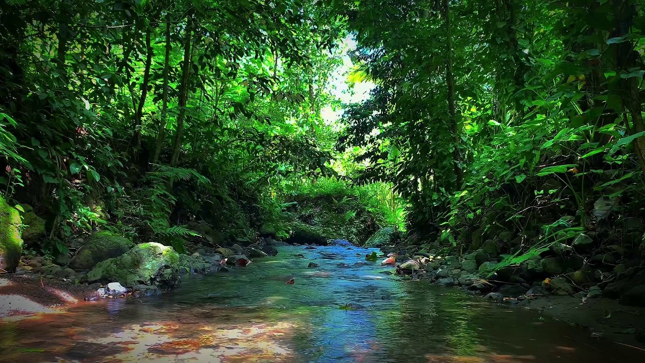 Gentle River Water Sounds And Soft Birds Chirping, Calming Forest Ambience