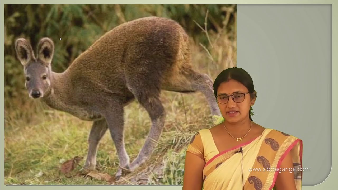 1 PUC - HINDI - KABIR KE DOHE