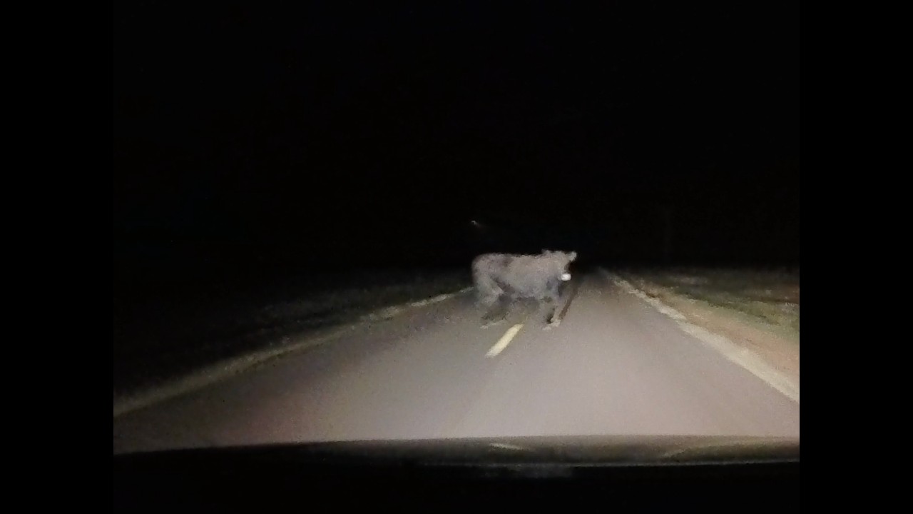 2010 Volvo vs Cow  Roadkill Edition