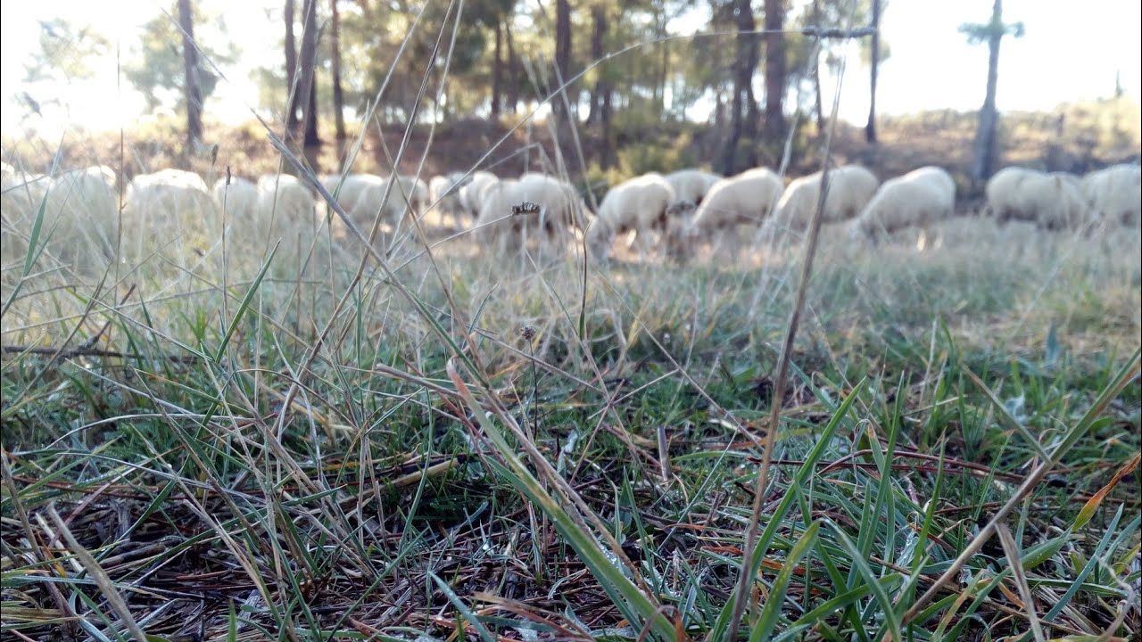 Transhumancia 2020. Llegada a la finca Ca&ntilde;averal, en el Valle de Alcudia.