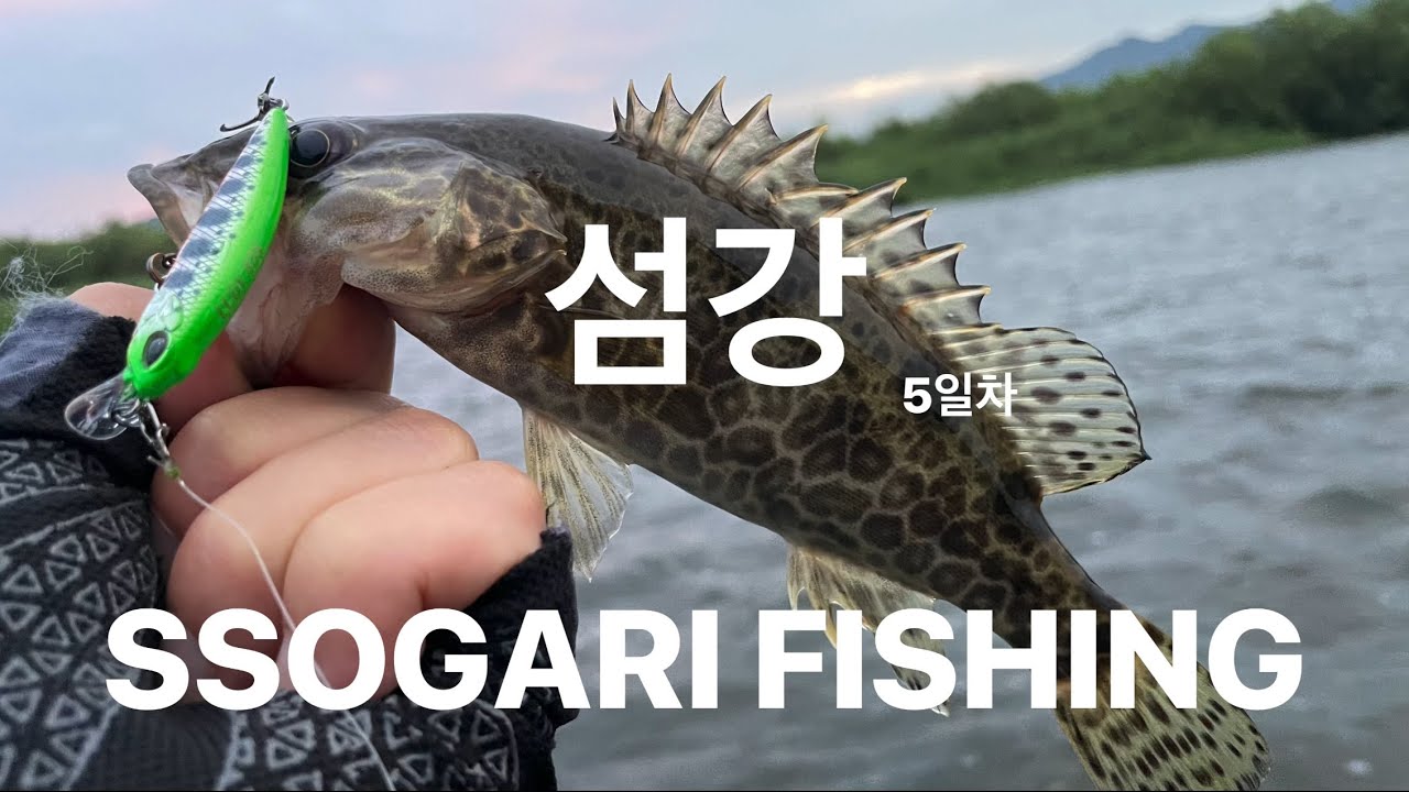 [4K] 2025 섬강 쏘가리 시즌이 시작되었습니다.5일차 쏘가리낚시 FISHINGSSOGARI