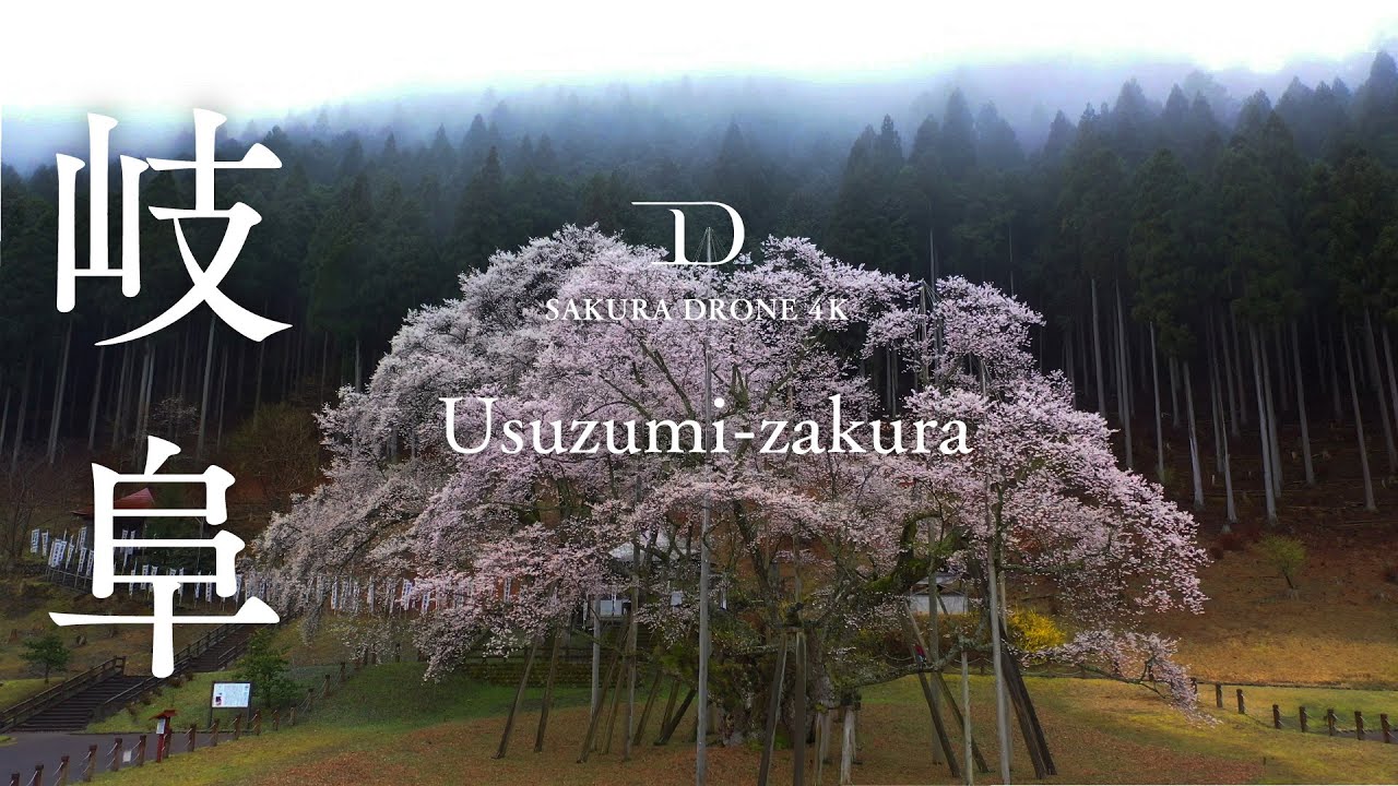 [桜ドローン撮影4K] 日本三大桜 淡墨桜（うすずみざくら）岐阜県本巣市｜桜ドローンプロジェクト