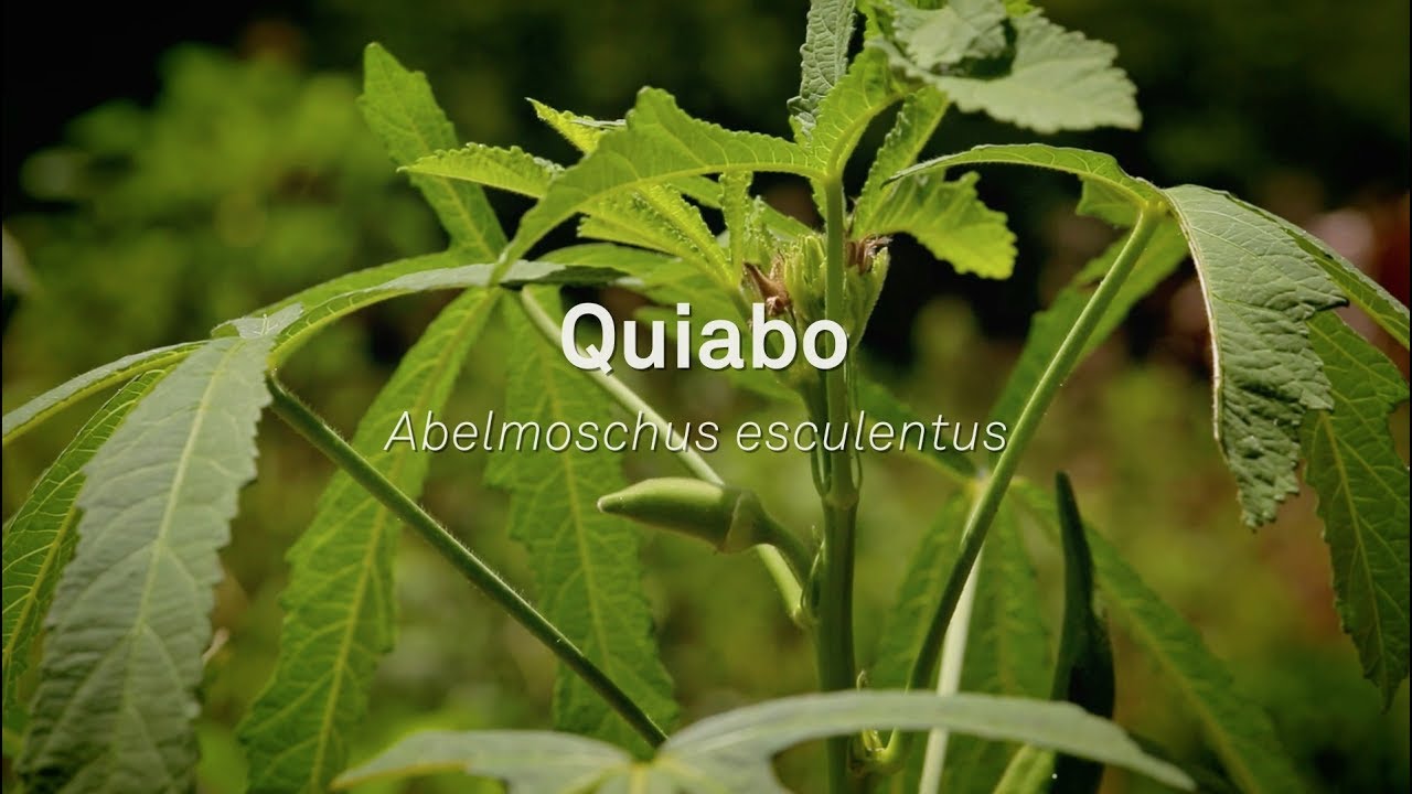 Um Pé De Quê? Quiabo - Abelmoschus esculentus