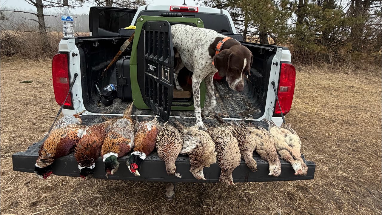 Pheasant hunt 