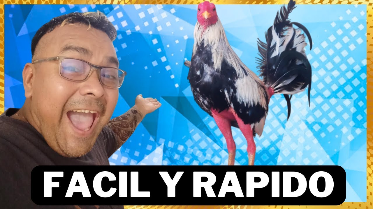 ✅ COMO TUSAR GALLOS DE PELEA / 2025 🐓