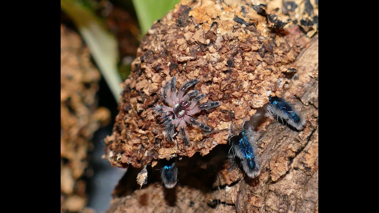 Typhochlaena seladonia Fütterung Teil 2