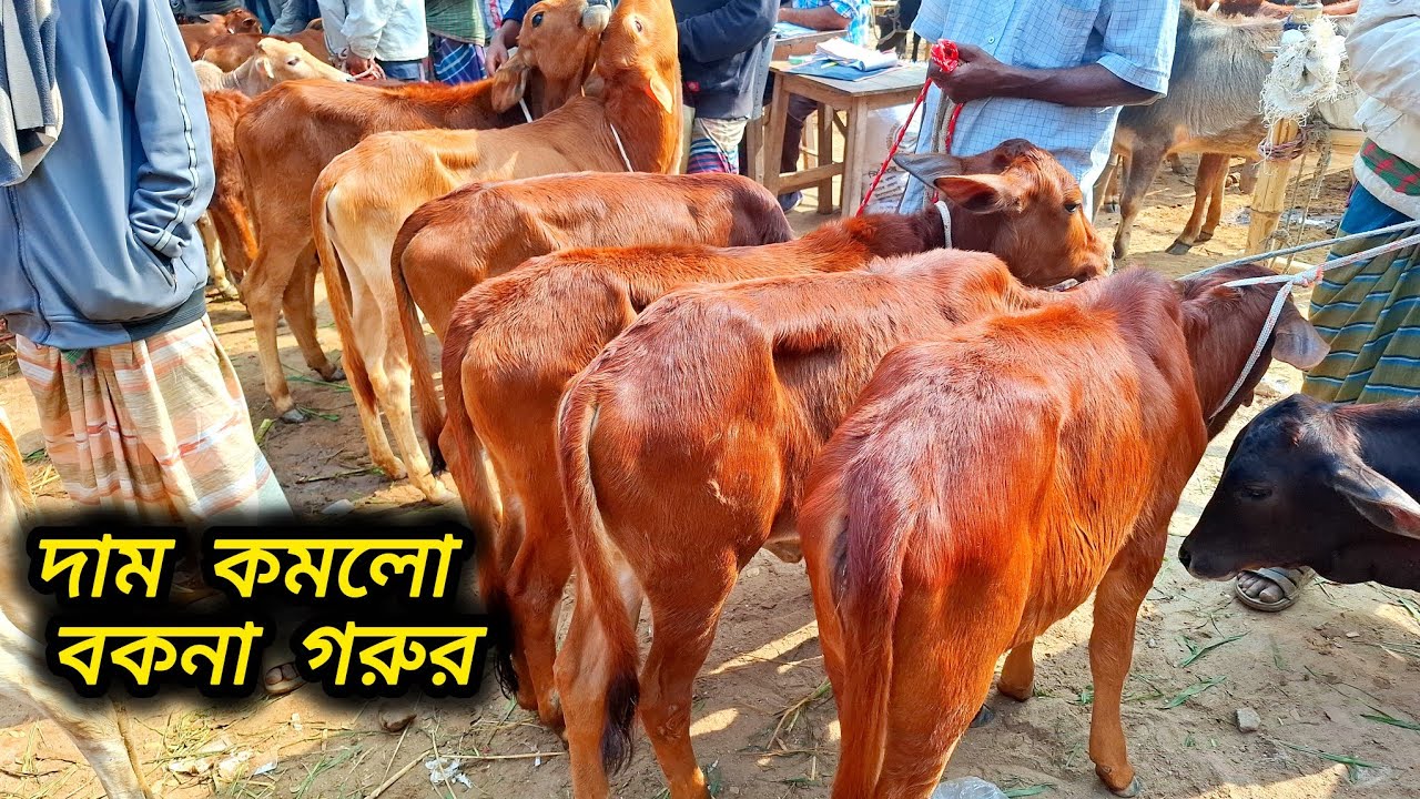 ৩১/০১/২৫/ শাহীওয়াল বকনা বাছুর গরু কিনুন এখনি সুযোগ দাম কমেছে  আজ জয়পুরহাট গরুর হাটে #cow 