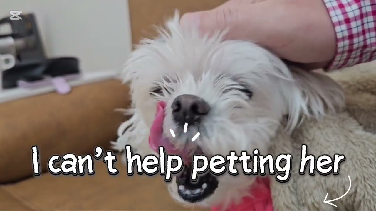 Doesn't want to eat. 밥 잘 안먹는 예삐