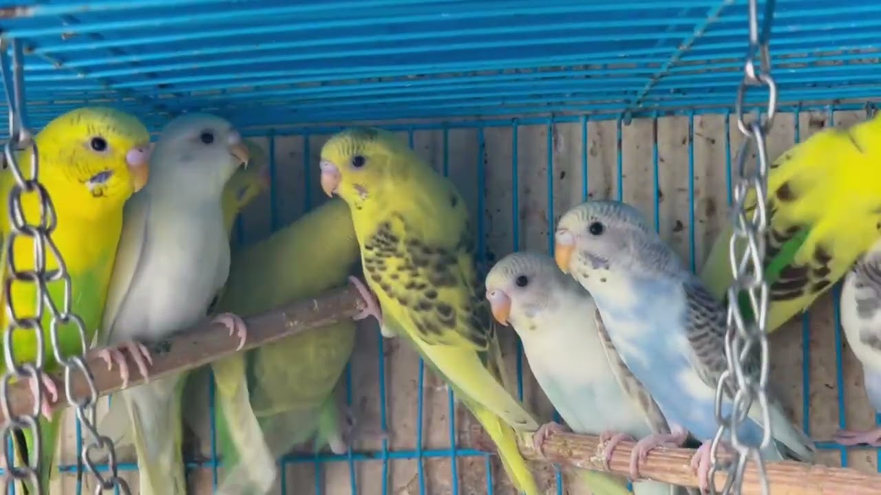 Yến Phụng đủ màu sắc nhìn là mê .Team yêu chim cảnh chắc chắn không thể bỏ qua mấy bé cute đâu nha 😍