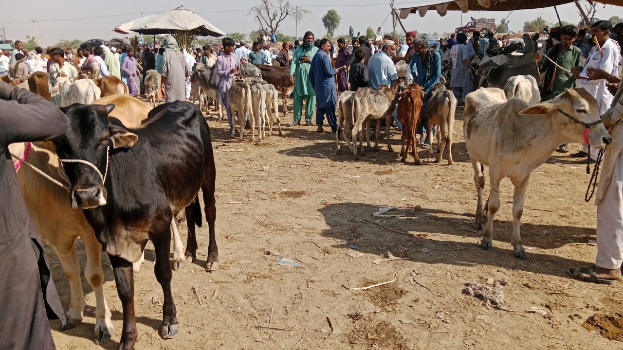 Sanghar cow Mandi latest new update  korbani lovers tayar ho jao sub say sasti Mandi ret itna Kam
