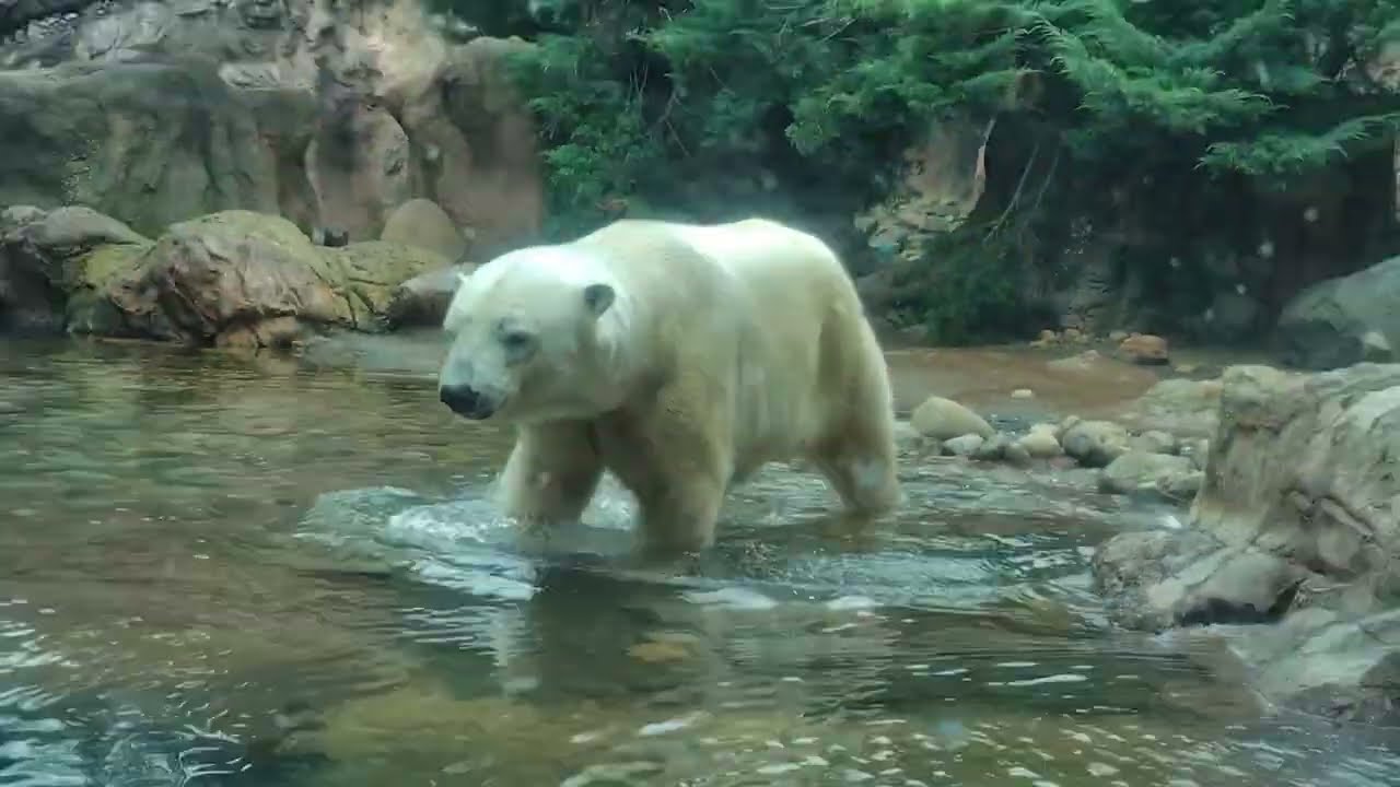 追悼  ゴーゴを偲んで  天国で安らかに🙏  at  よこはま動物園ズーラシア