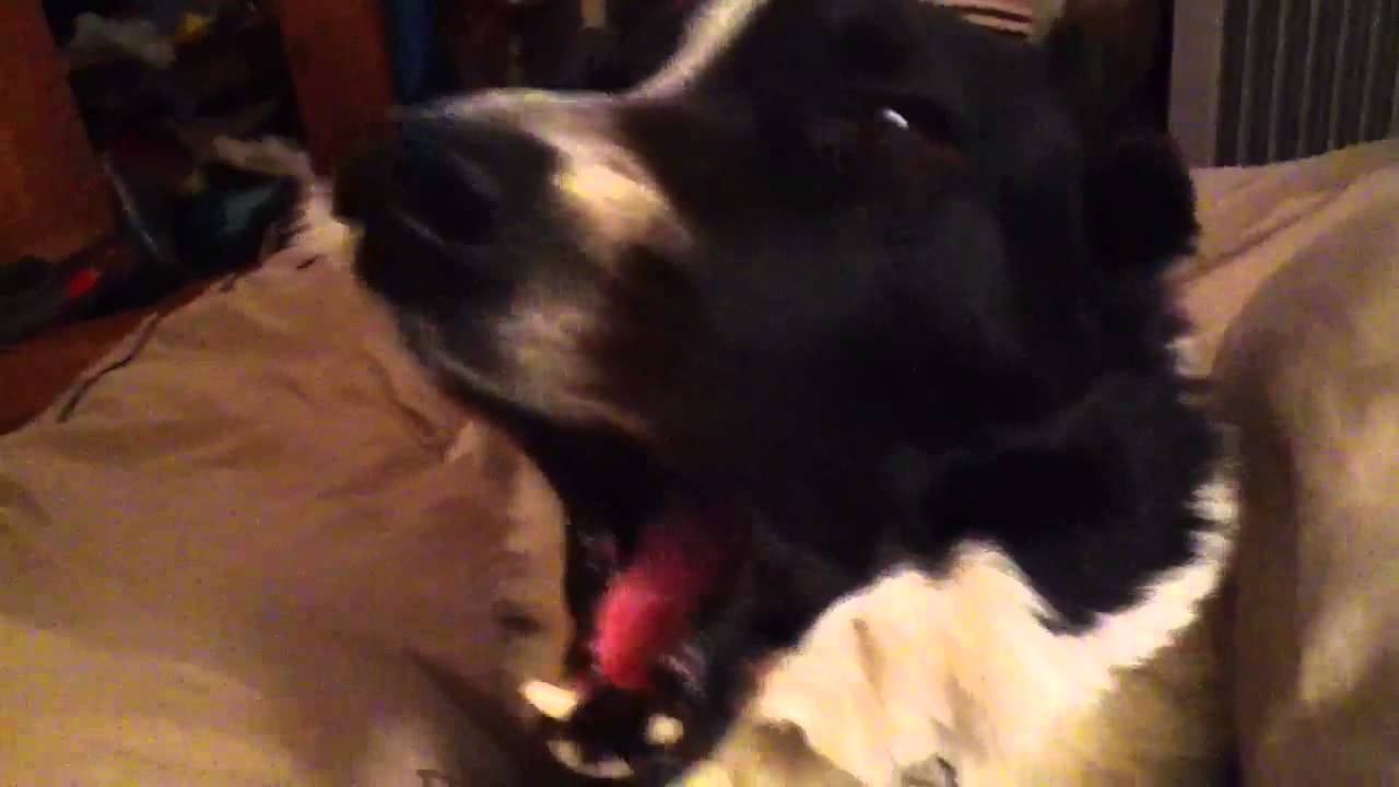 My border collie talking to me