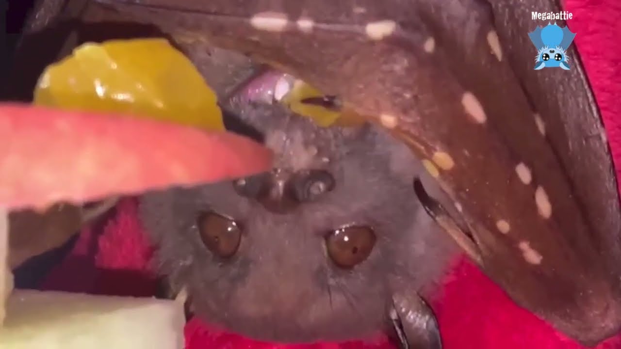 Tube-Nosed Bat newly in care:  this is Bugle with Mandi