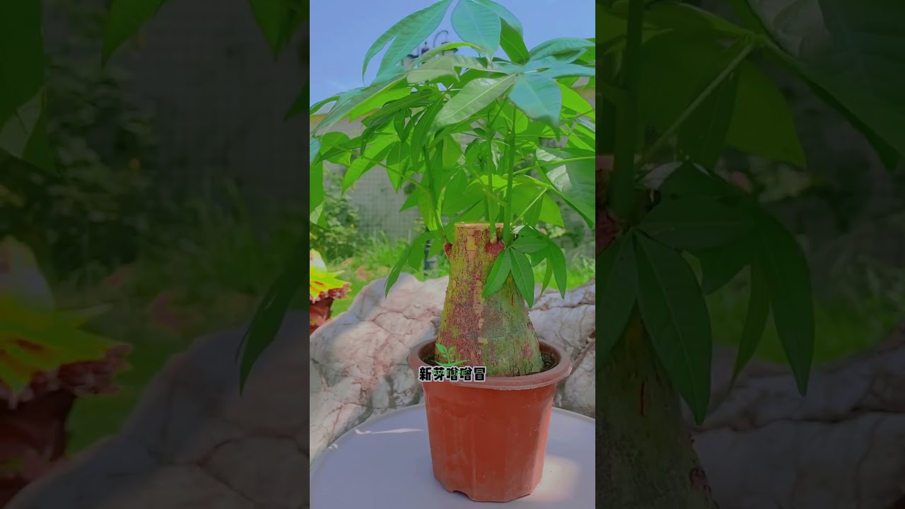 plant vitality element can be used for all kinds of stiff seedlings #craft #Treecutting #Nature