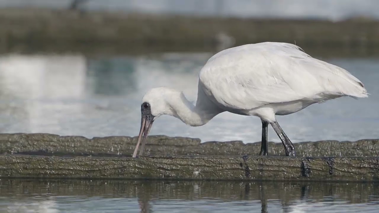 Black-faced Spoonbill #birds #birdvideos #spoonbill #nikonz6iii
