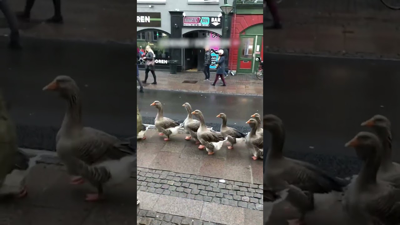 Funny Geese Lead Parade Through Streets of Denmark!