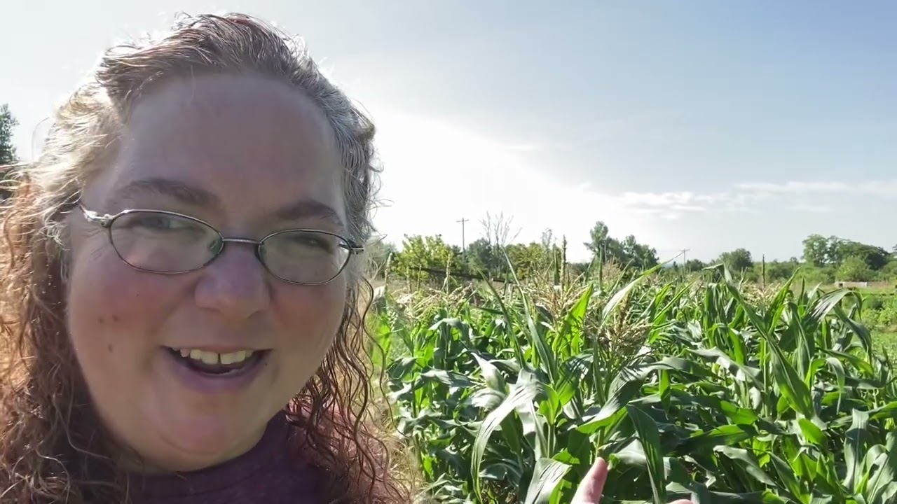 Horrible storm damage in the sweet corn, and how to keep bird out