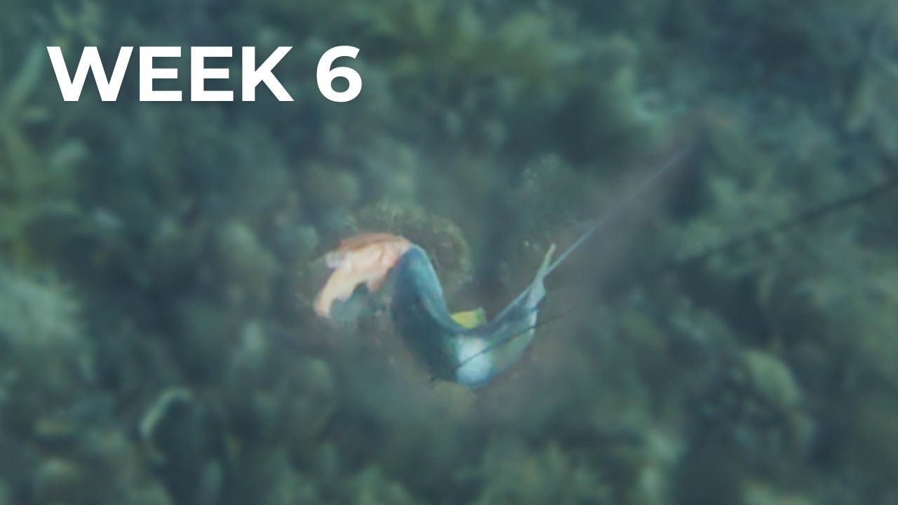 The Fish That Got Away... Then Got Eaten... Twice!