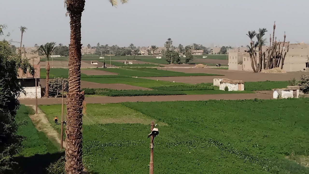 مع زقزقة العصافير 🐦 🐦 وجمال #الطبيعة فى #الريف_المصرى وجمال #حياة_القرية 
