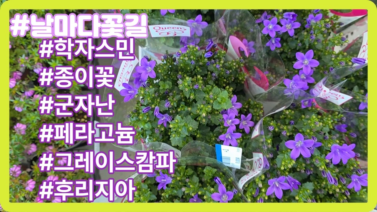 #날마다꽃길#flowers #자스민#불새#다알리아#종이꽃#호접란#로단테움#은엽셀릭스.등