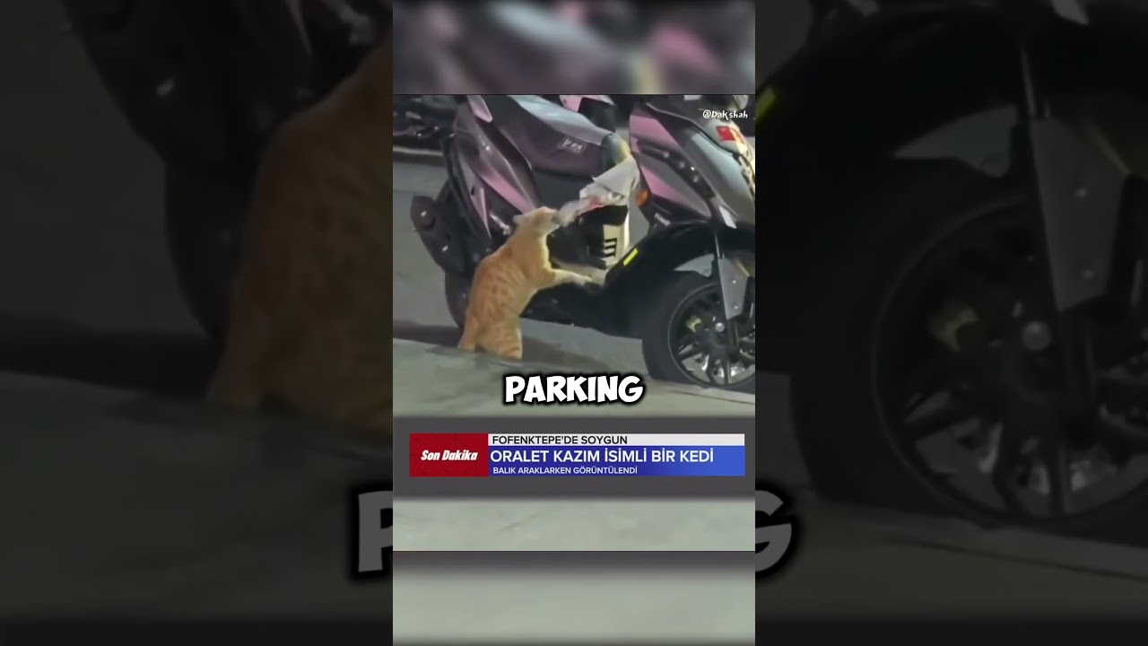 Cat Gets CAUGHT Stealing and Arrested for it!