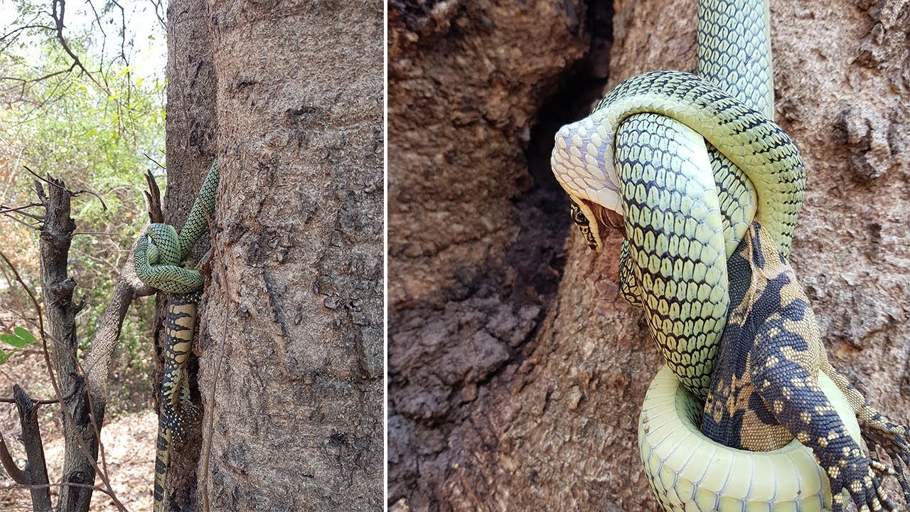 Golden Tree Snake Swallows Monitor Lizard