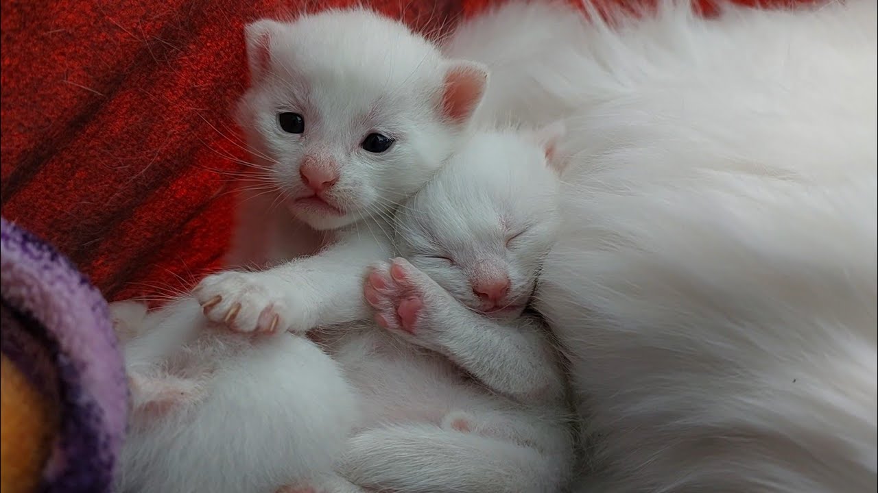 Kittens Are Stuck Under Mama She's Protecting Them 