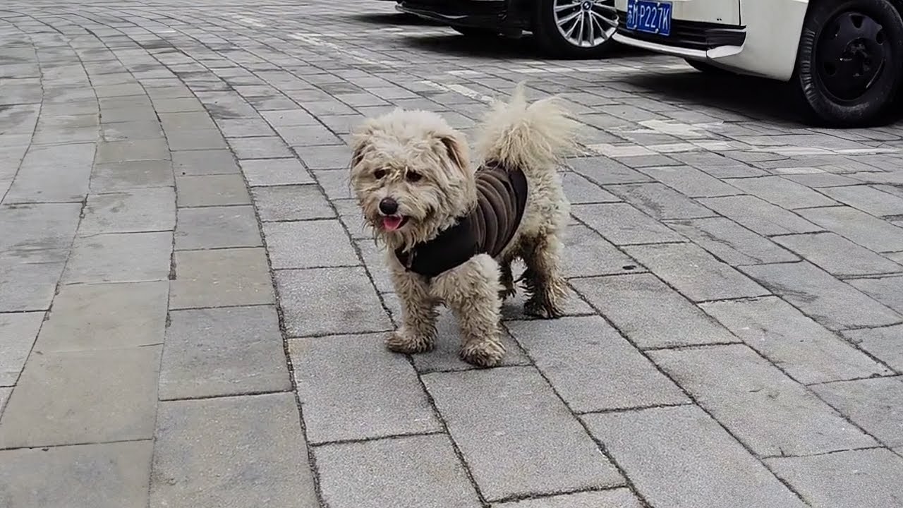 Wearing a Thick Coat, the Dog Wanders the Hot Streets Looking for Its Owner